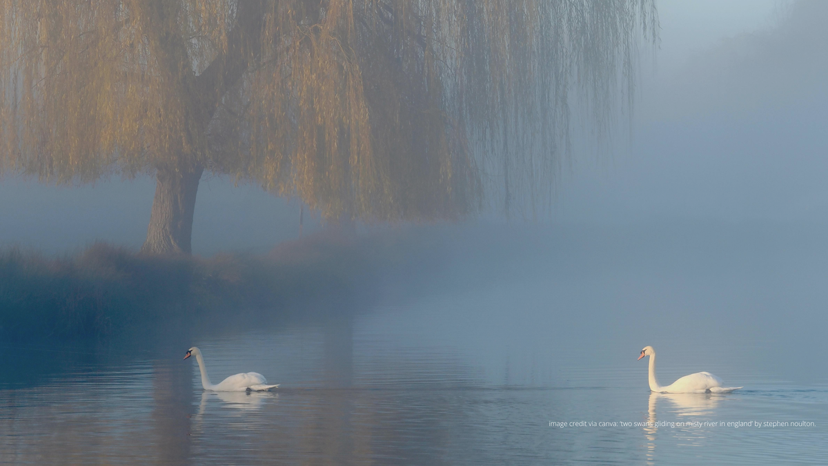 A misty lakeside scene with two white swans swimming on calm water beneath a large weeping tree, photographed in soft blue-gray fog.